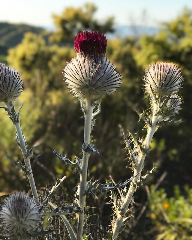 Hollywood Hills Desert Flower